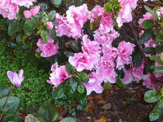 pink and white azaleas